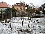 Třibřichy